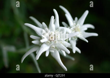 Esigenze di protezione Foto Stock