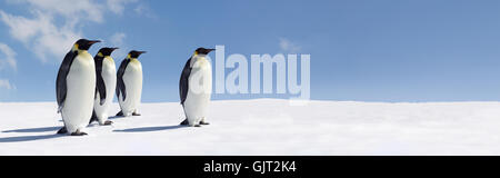 Bird pinguini penguin Foto Stock