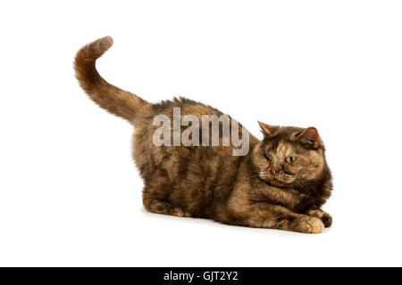 Gatti pussycat cat Foto Stock