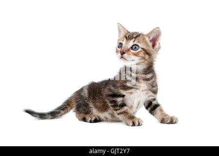 Gatto baby kitten gattini Foto Stock