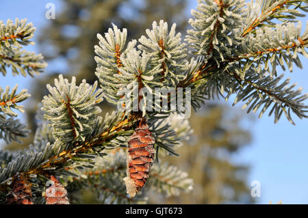 coni di abete di rime Foto Stock