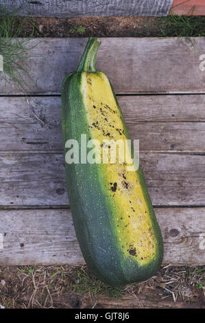 A mietere grandi e mature di zucchine. Chiudere lo sfondo. Foto Stock