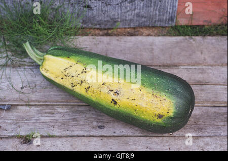 A mietere grandi e mature di zucchine. Chiudere lo sfondo. Foto Stock