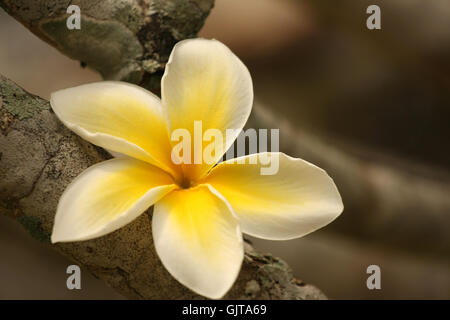 Il frangipani bianco plumeria alba Foto Stock