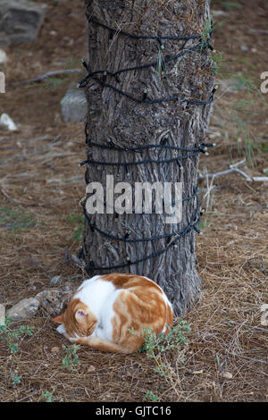Un gatto è avvolto a ricciolo addormentato alla base di un albero in Paphos, Cipro Foto Stock