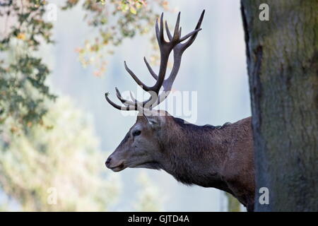 Stag Cervo hart stag Foto Stock