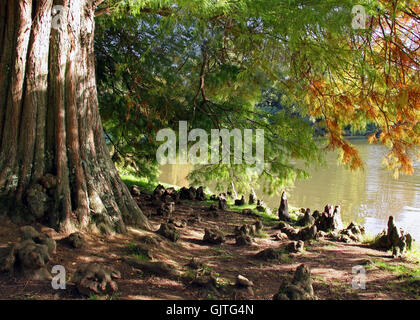 Albero della fauna di acqua fresca Foto Stock