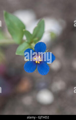 Scarlet Pimpernel, blu forma, Anagallis arvense ssp. arvense, Forma azurea, Surrey, Regno Unito. Foto Stock