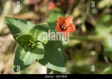 Scarlet Pimpernel, Anagallis arvense ssp. arvense, Surrey, Regno Unito. Foto Stock