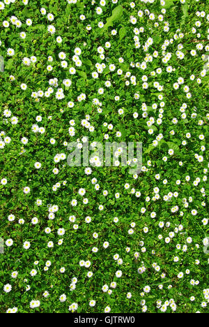 Piante e fiori daisy Foto Stock