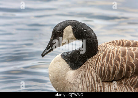 Ritratto di un oca Canadese. Central Park di New York. Foto Stock