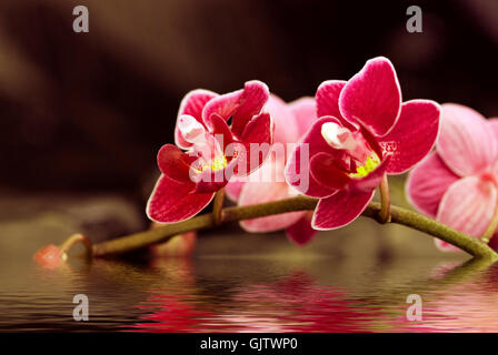 Piante e fiori sbocciano Foto Stock