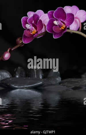 Orchid e acqua Foto Stock