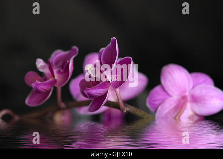 Orchid e acqua Foto Stock