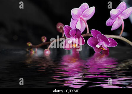 Orchid e acqua Foto Stock