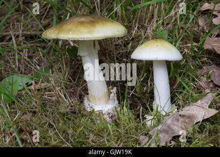 Grüner Knollenblätterpilz, Grüner Gift-Wulstling, Grüner Knollen-Blätterpilz, tödlich giftig, Amanita phalloides, morte cappuccio, dea Foto Stock