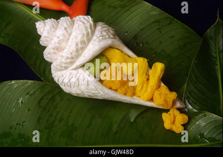 Thai dessert servire nella radice del taro carving Foto Stock