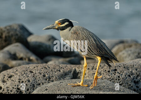 Giallo-incoronato Nitticora (Nyctanassa violacea), Isole Galapagos National Park, Isola di Santa Cruz, Las Bachas Beach, Ecuador Foto Stock