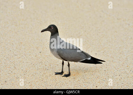 Gabbiano di lava (Larus fuliginosus), Isole Galapagos National Park, Isola di Santa Cruz, Las Bachas Beach, Ecuador Foto Stock