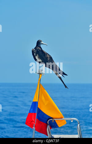 Magnifica Frigatebird (Fregata magnificens) appollaiato sulla bandiera ecuadoriana, Isole Galapagos National Park, Sud Plaza Isola, Ecuador Foto Stock