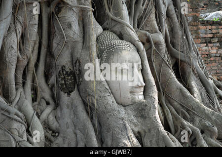 Questo budhha testa può essere visto in Ayutthaya il parco storico, che copre le rovine della vecchia città di Ayutthaya, Thailandia Foto Stock