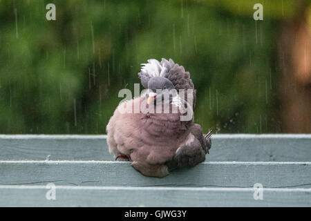 Mousehole, Cornwall, Regno Unito. Il 17 agosto 2016. Regno Unito Meteo. Piccioni facendo una doccia in thundery pioggia che ha impostato in più di tanto di Cornovaglia dopo un giorno di nebbia. Credito: Simon Maycock/Alamy Live News Foto Stock