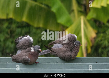 Mousehole, Cornwall, Regno Unito. Il 17 agosto 2016. Regno Unito Meteo. Piccioni facendo una doccia in thundery pioggia che ha impostato in più di tanto di Cornovaglia dopo un giorno di nebbia. Credito: Simon Maycock/Alamy Live News Foto Stock