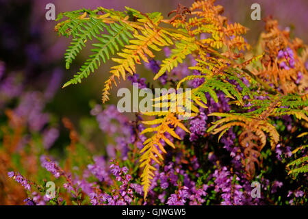 Bellissimi colori di erica e bracken su un parco nazionale di Peak District moorland nel Derbyshire, Regno Unito Foto Stock