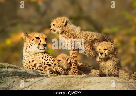 Ghepardo famiglia 1 Foto Stock