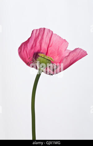 Rosa pianta di papavero studio, immagine verticale. Foto Stock