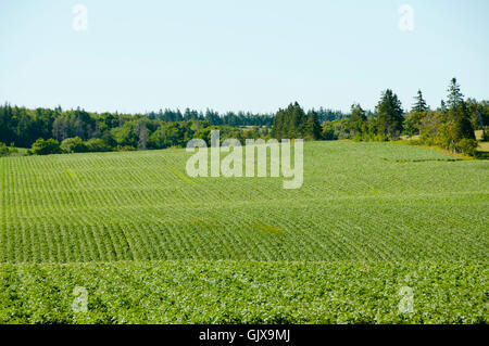 La piantagione di patate - Prince Edward Island - Canada Foto Stock