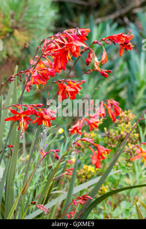 Luminoso rosso-arancio fiori dell'ardito perenne corm, Crocosmia x crocosmiiflora 'Saracen' Foto Stock