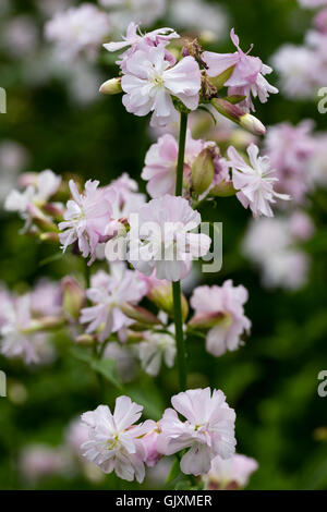 Delicato color rosa pallido, fiori doppi del soapwort, Saponaria officinalis 'Rosea Plena' Foto Stock