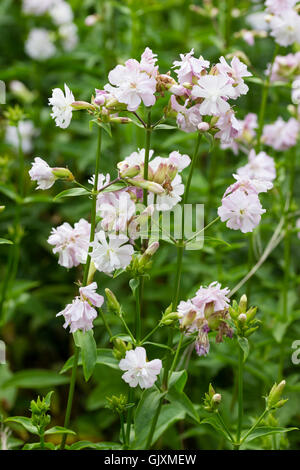 Delicato color rosa pallido, fiori doppi del soapwort, Saponaria officinalis 'Rosea Plena' Foto Stock