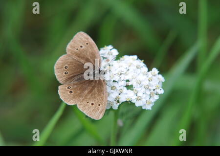 Farfalla marrone prato su una pianta di fiori Foto Stock