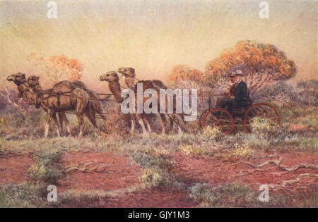 Cammelli tirando un quattro-in-canto carrello, outback australiano, da Percy Spence, 1910 Foto Stock