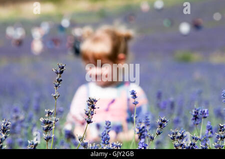 Bambino a caccia di fiori in un prato. Lei è una ragazza in un campo di lavanda Foto Stock