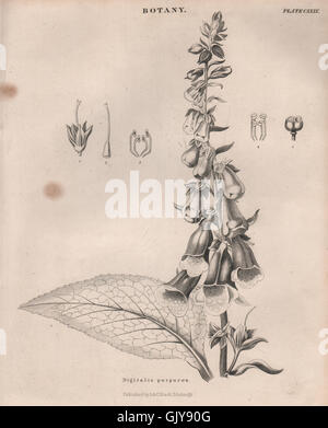 Digitalis purpurea (comune foxglove, viola foxglove, lady del guanto), 1860 Foto Stock