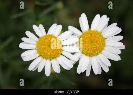 Chiudere bella beauteously Foto Stock