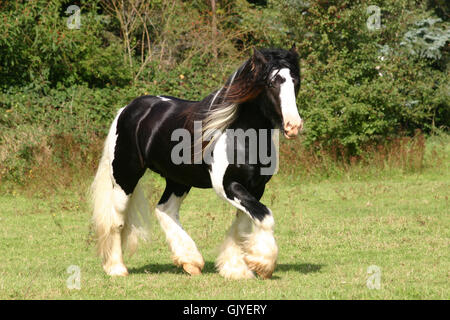Cavallo di colore bruno marrone Foto Stock