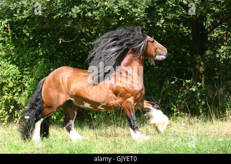 Cob irlandese stallone strappi al pascolo Foto Stock