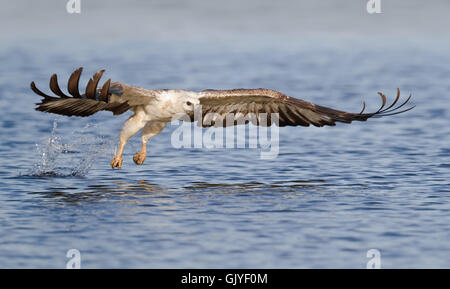 Bianco-gonfiato aquila del mare Foto Stock