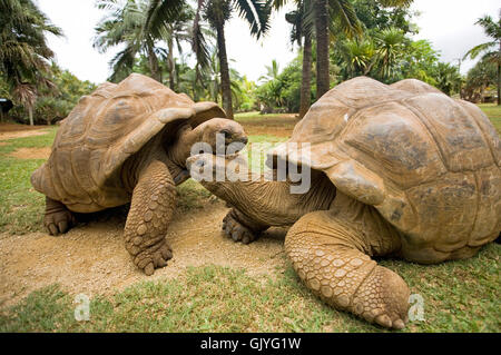 Le galapagos tartarughe Foto Stock