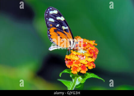 La Butterfly Arc è la prima casa delle farfalle ad essere costruito in Italia. Farfalle della foresta pluviale amazzonica, in Africa e in Asia sono liberi di volare. La Butterfly Arc è anche la casa di piccole lucertole e insetti. Una tigre Longwing, Hecale Longwing, Golden Longwing, o Golden Heliconian (Heliconius hecale) è un Heliconiid butterfly che si verifica dal Messico per l'Amazzonia peruviana è anche chiamato un fiore della passione butterfly. Foto Stock