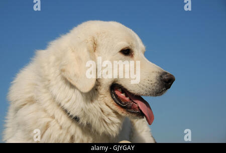 Cane mastiff mountain Foto Stock