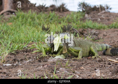 Due juveline iguane verdi in lotta per un pezzo di lattuga in Florida del Sud Foto Stock