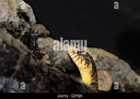 Diamondback acqua Snake Nerodia rhombifer Foto Stock