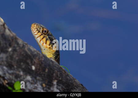 Diamondback acqua Snake Nerodia rhombifer Foto Stock