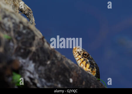 Diamondback acqua Snake Nerodia rhombifer Foto Stock