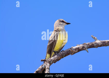 Western Kingbird (Tyrannus verticalis) su un ramo con cielo azzurro sfondo Foto Stock